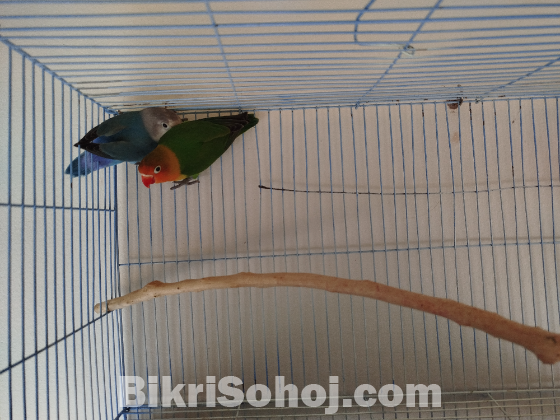Fisher Lovebird